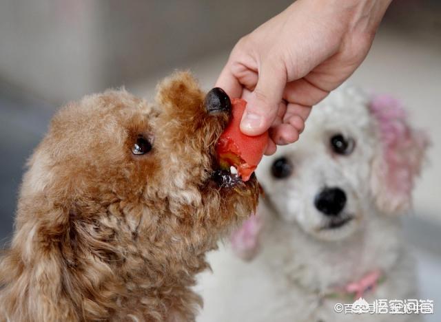 水狗:水狗图片 养泰迪犬每天都要做什么？