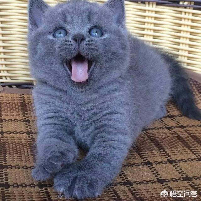 头条问答 350元的蓝猫能买吗 怎么样 26个回答