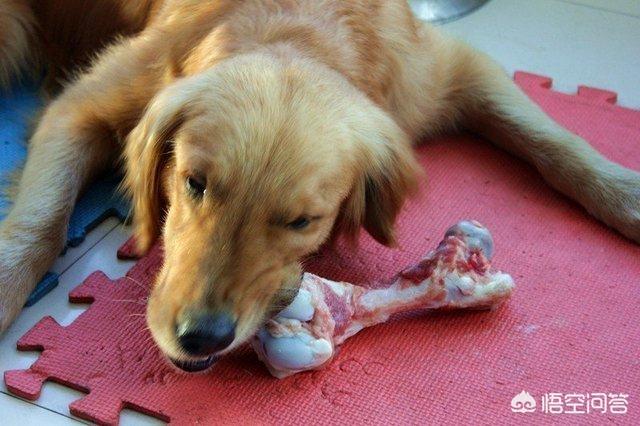 贪吃狗宠物:给狗狗吃什么食物，等于“慢性自杀”？
