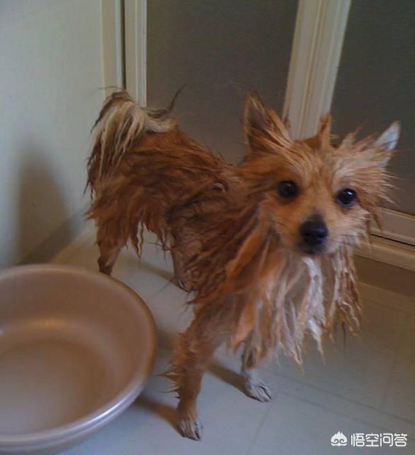 博美犬不能吃什么东西:博美吃什么可以补充营养？可以吃营养膏吗？ 博美犬喜欢吃什么东西