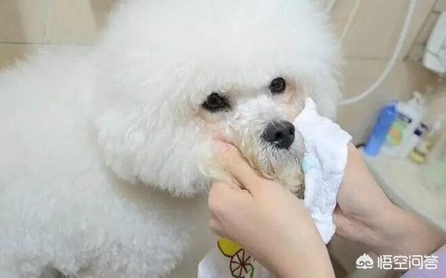 宠物泪腺炎症状:泪腺炎症状图片 我家比熊犬三岁了，为什么现在开始长泪痕了？