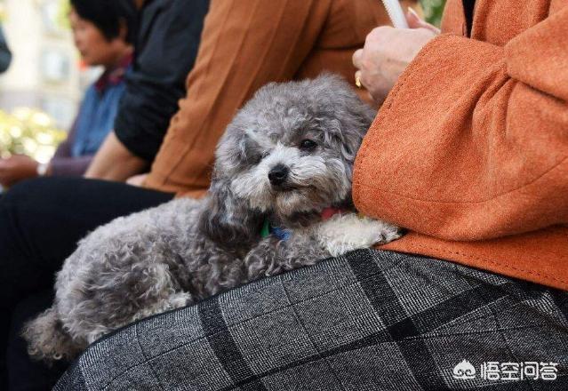 贵宾犬论坛:贵宾犬一生中会有什么心愿？
