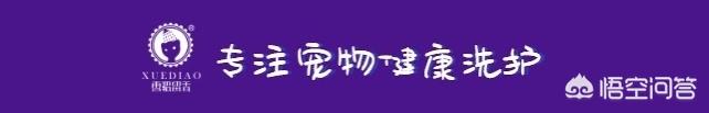 扯猫尾猜一生肖:为什么不可以扯猫的尾巴？
