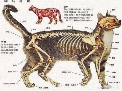 扯猫尾猜一生肖:为什么不可以扯猫的尾巴？