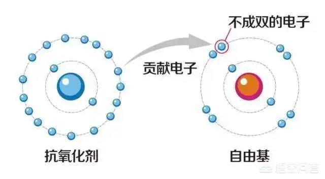 巴氏小体失活的意义是什么:吃什么食物可以助消化呢？