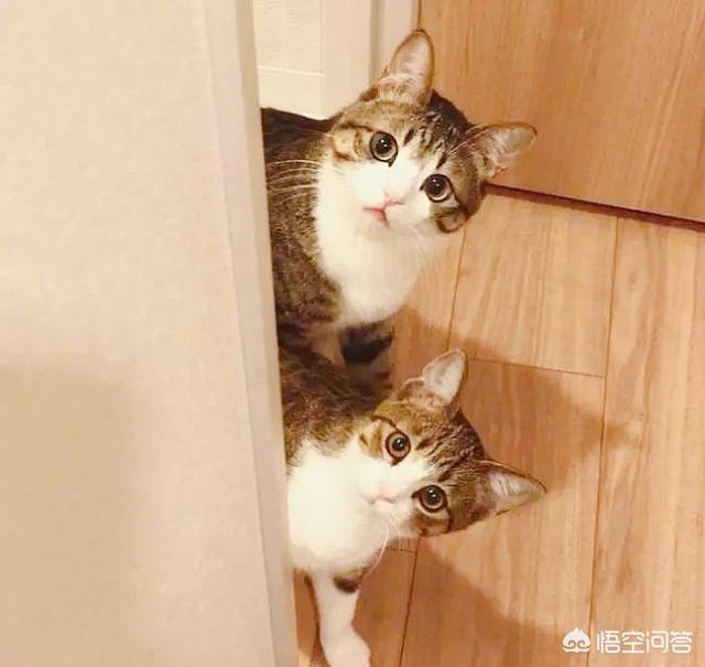 两只超萌猫咪图片:你有没有拍到有趣的猫咪照片，分享一下？