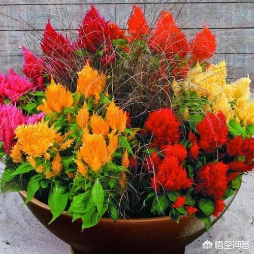 鸡冠花种植:花中之禽“鸡冠花”好养吗？如何养护开花？
