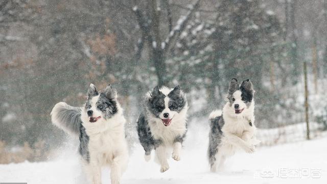 边牧犬图片:如何从边牧的睡觉姿势看出对主人的信任程度？ 边牧犬图片 幼犬