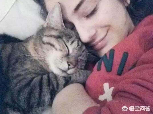 猫不吃雪诗雅罐头:雪诗雅猫罐头 猫为什么不爱吃猫咪，是主人害的吗？
