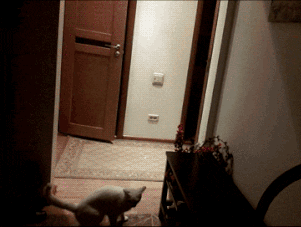 养猫好吗:养猫那么费钱，为什么还有那么多人养猫？