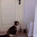 养猫好吗:养猫那么费钱，为什么还有那么多人养猫？