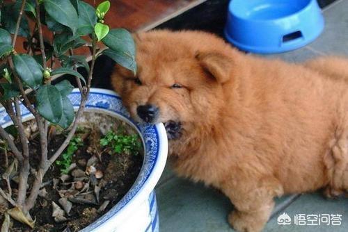 松师犬:松狮犬饲养新手养吗？为什么？