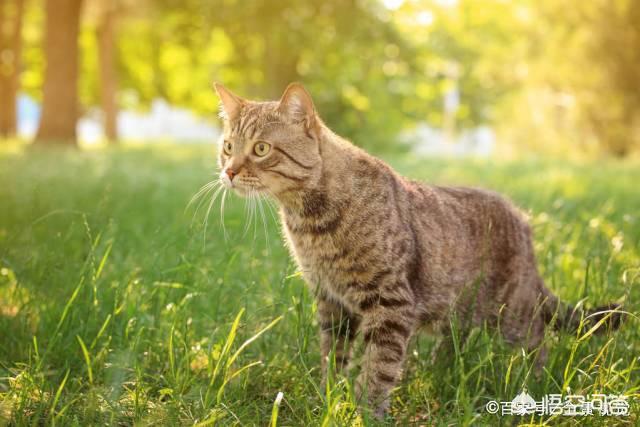 狸花猫宠物知识大全:名猫那么多，为什么有的人选择了狸花猫？ 狸花猫花色大全