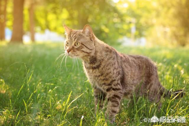 狸花猫是中国本土猫吗，怎样评价中国狸花猫与国外猫的区别，中国的狸花猫强在哪里