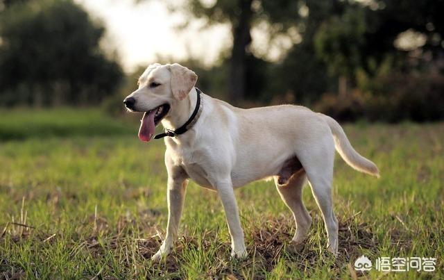 纯种拉布拉多犬:如何鉴别拉不拉多小犬是不是纯种？