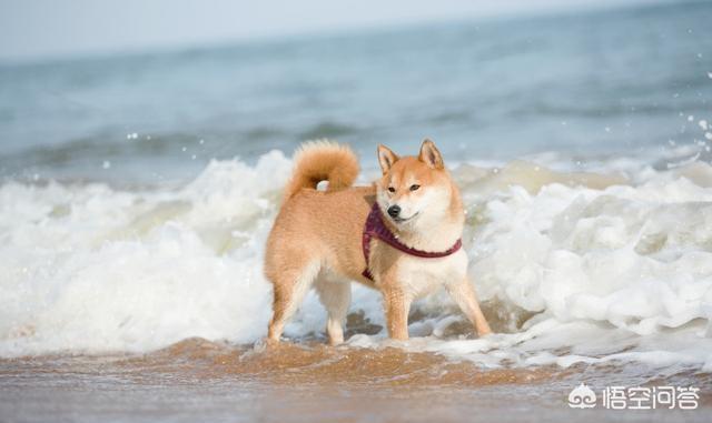 日本秋田犬图片:日本狗秋田犬和柴犬图片 为什么喜欢秋田犬的多，养的人却少？