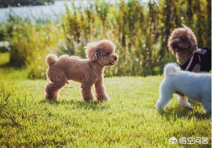 贵宾犬的价格差别为何这么大:为什么有的人不愿意养贵宾犬？