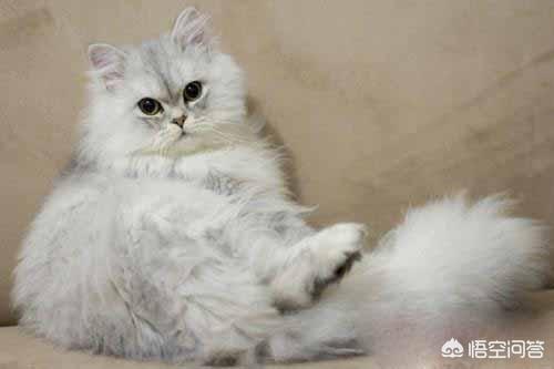 金吉拉猫:金吉拉的感冒是什么原因？