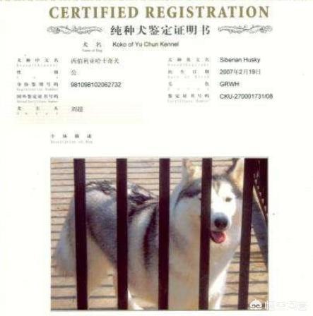 西敏寺哈士奇冠军犬图片:在哪里可以买到比较纯种的哈士奇？
