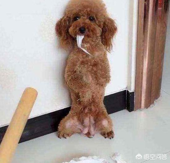 贵宾犬的图片欣赏:贵宾犬养得好不好，如何辨别可以一目了然？