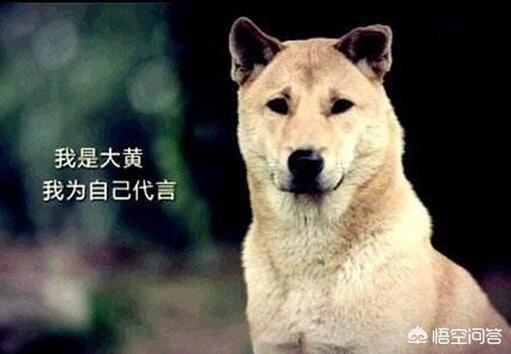 京巴狗的寿命多长时间:寿命比较长的狗狗有哪些？ 京巴狗的一般寿命是多少年