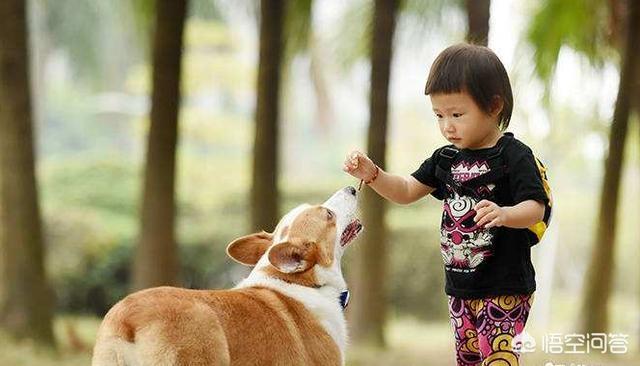 犬猫弓形虫病的症状:犬猫弓形虫病的处置方法 猫狗的弓形虫通过什么方式传染给人的，有哪些症状，后果严重吗？