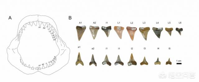 史前剑吻鲨化石:迄今为止发现的最古老鲨鱼是什么时候的？