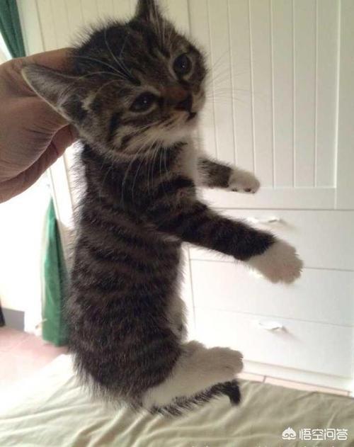 怎么看自己猫咪的品种:如何挑选到一只心仪的宠物猫？