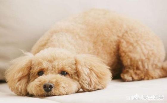 可爱贵宾狗狗壁纸:为什么贵宾犬喜欢和主人一起睡呢？