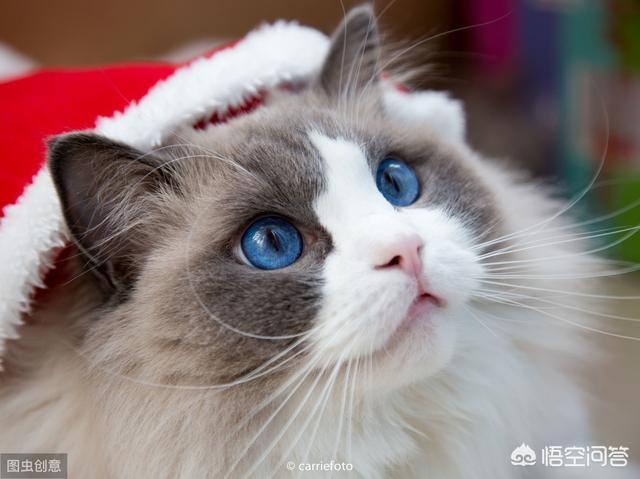 布偶猫吃什么猫粮比较好?有专门的布偶猫猫粮吗？