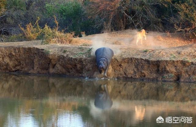 印加无毛犬形态特征及生活习性:河马为何不能长时间离开水？ 秘鲁印加无毛犬抗癌吗