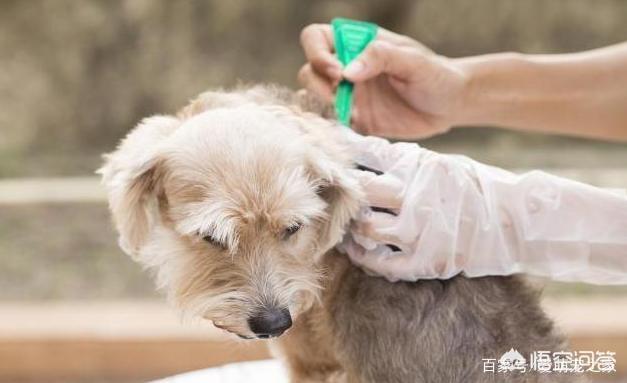 狗的弓形虫病的症状:比熊犬身上有虫有什么表现？该如何驱虫？ 狗得弓形虫病的症状图片