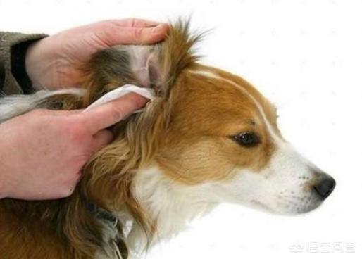 犬钩虫病的诊断与防治:狗狗有没有寄生虫，主要看什么地方，怎么看？ 犬钩虫病的诊断及治疗方法