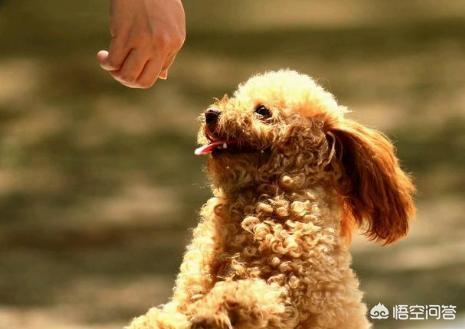 挤肛门腺了:柯基犬多久挤一次肛门腺？怎么挤？