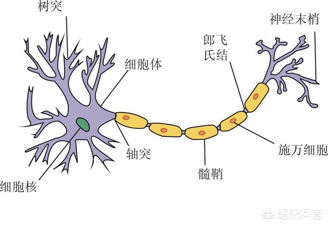 主人做瑜伽狗看不过眼:人能从镜子中辨别出自己，但几乎所有动物都做不到，这是为什么？