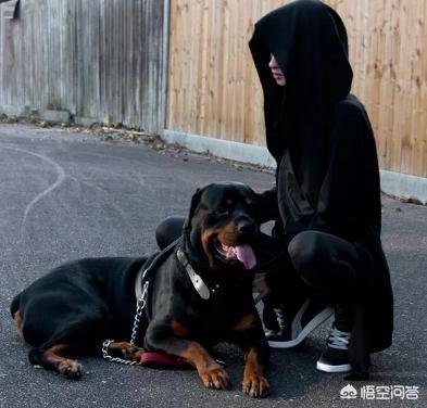 罗威纳犬图片:罗威纳是你心中喜爱的那只狗吗？ 罗威纳犬图片 警犬