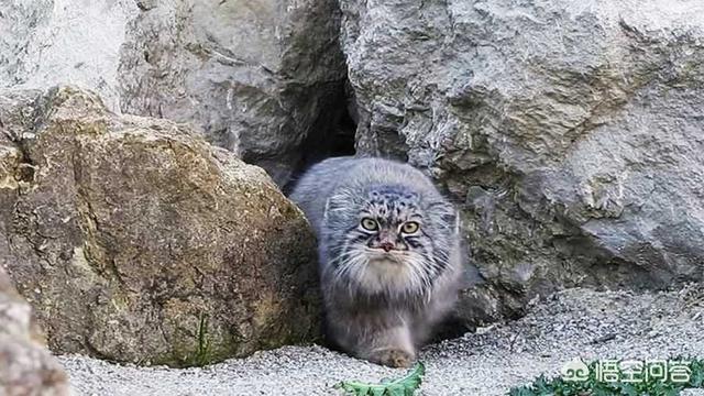 速度与猎豹不相上下的格雷伊猎犬:为什么内蒙古大草原没有老虎生活？