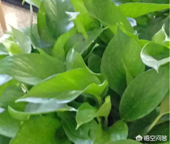 观叶植物的栽培与装饰:家里的绿植怎样能长的更好？