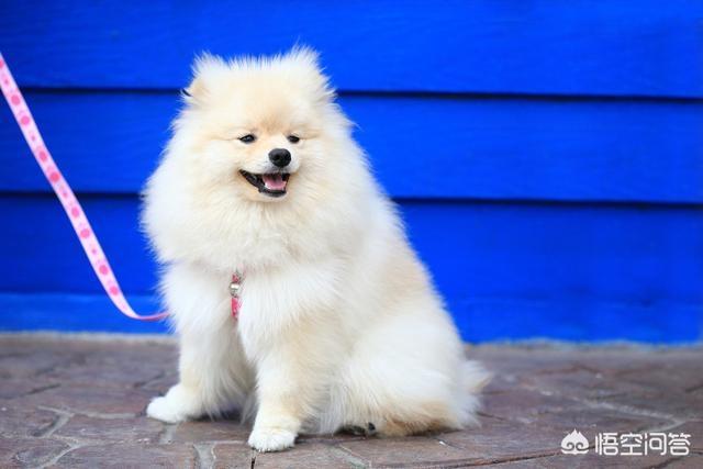 河南爆红小博美闹闹:为什么不喜欢博美犬的人，越来越多？