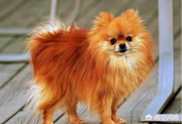 河南爆红小博美闹闹:为什么不喜欢博美犬的人，越来越多？