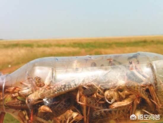 印度紧急修法:印度急购俄制战机是否有用