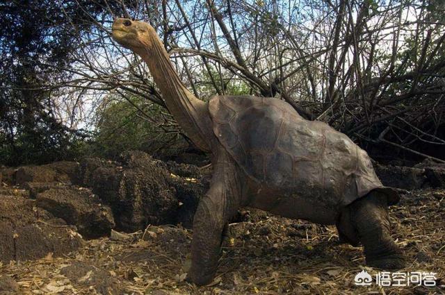 非常进化:生物自然进化速度有没有可能越来越快？为什么？