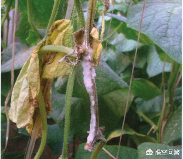 软腐病191:种植黄瓜，易发生菌核病，要如何防治呢？