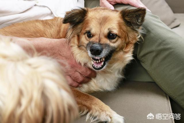 训犬教程:什么训狗方式，对狗狗来讲堪比“慢性自杀”？