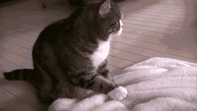 猫咪帮你踩奶是什么意思:英短猫把你当成妈妈有什么表现？