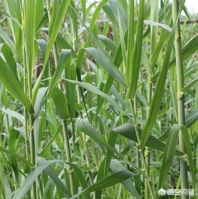 豆科牧草:豆科牧草有哪几种 豆科牧草的营养价值比禾本科高吗？分别适合喂养什么？