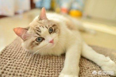 西伯利亚森林猫串布偶:有了解猫咪的亲们，知道这是什么品种么？