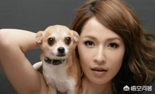 富贵吉娃娃免费观看:为什么很多人都不愿意养吉娃娃，究竟是什么原因导致的呢？