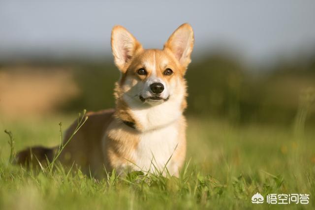 纯种泰迪犬价格多少:常见狗狗的价格分别是多少？