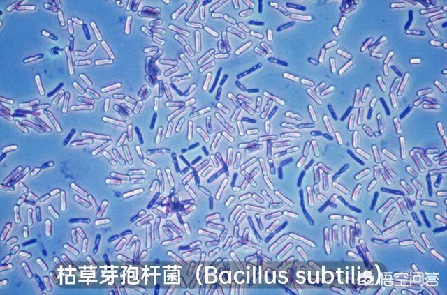 巴氏小体失活的意义是什么:食物加热消毒杀菌后，死了的细菌变成了什么？